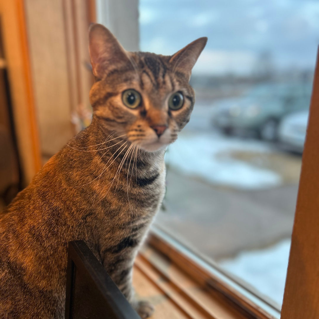 Cat Boarding Canal Bark at Duluth, MN